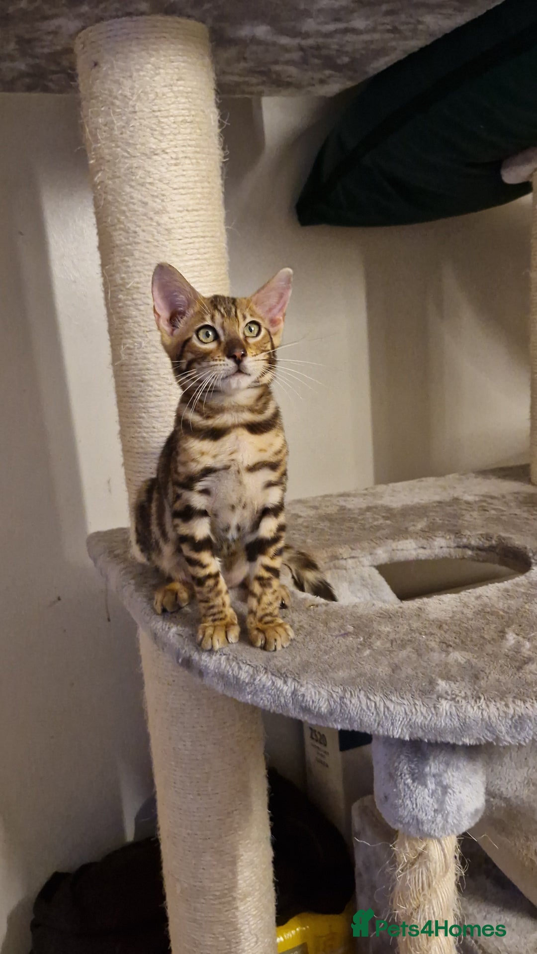 Bengal cats for sale: Beautiful kitten❤️Ready to go 😍  - Advert 2