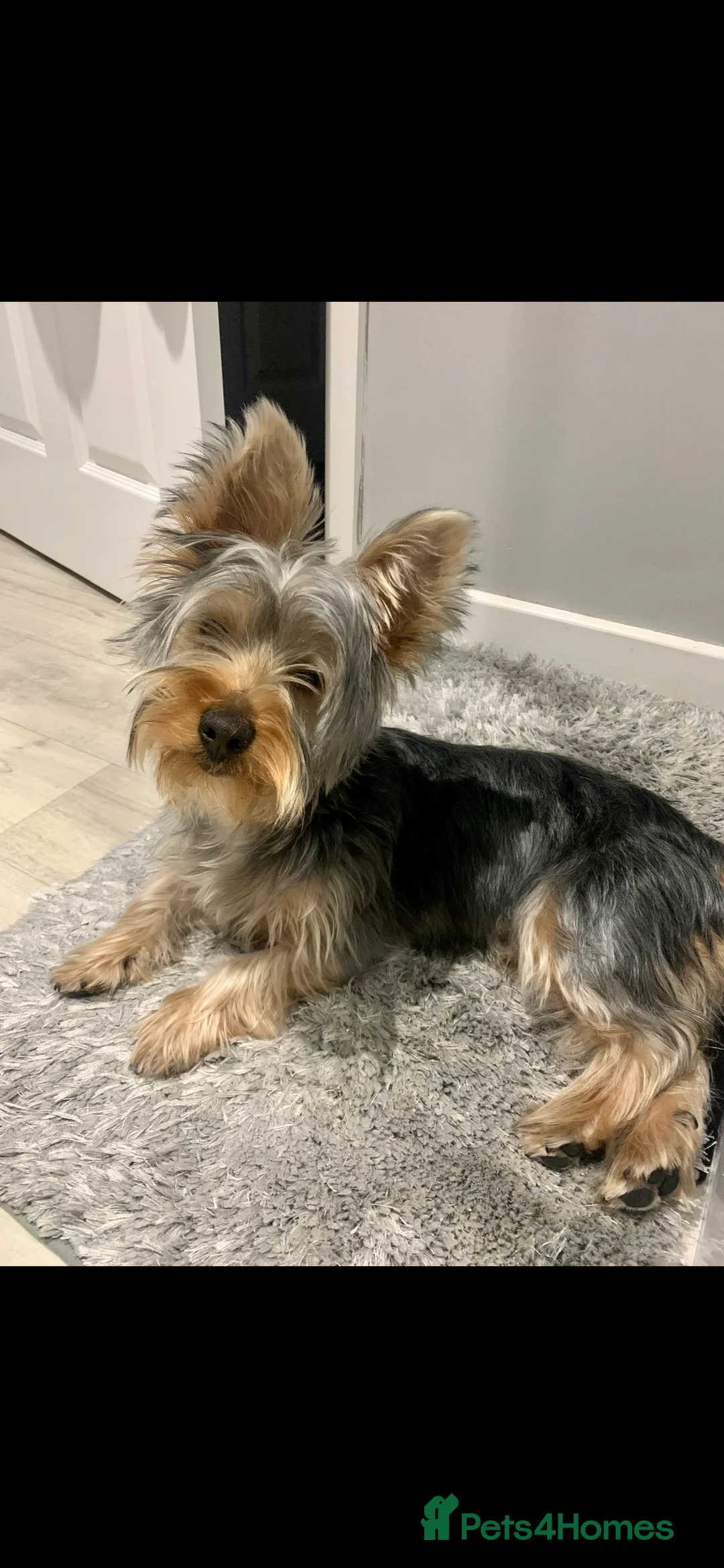 Yorkshire Terrier dogs for stud: Coco master  - Advert 6