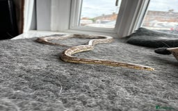 Corn Snake reptiles for sale: 2 x cornsnakes. Separate vivs.  - Image 3