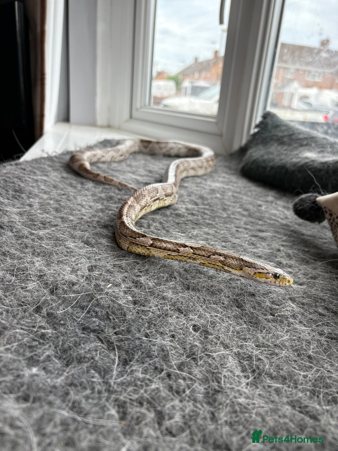 Corn Snake reptiles for sale: 2 x cornsnakes. Separate vivs.  - Image 3