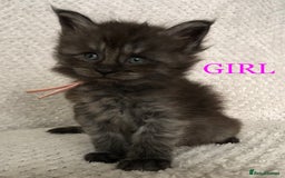 Maine Coon cats for sale: MaineCoon Kittens For Sale Black Smoke - Image 5
