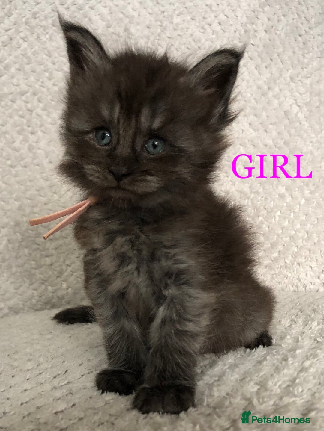 Maine Coon cats for sale: MaineCoon Kittens For Sale Black Smoke - Image 5