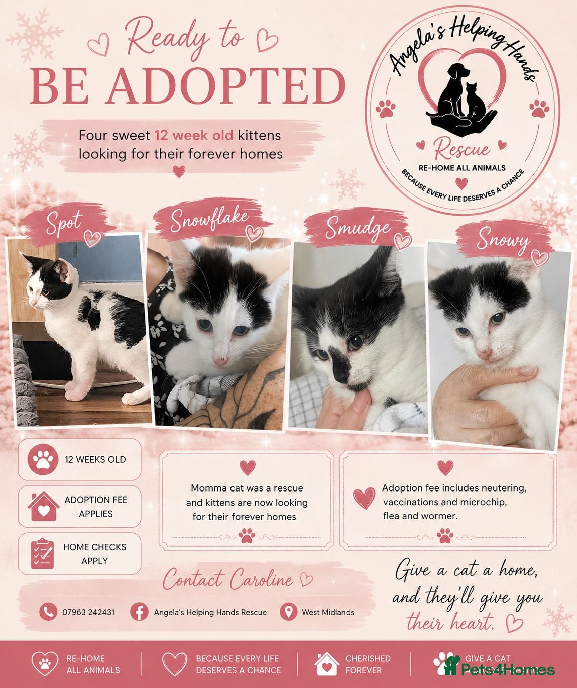 Mixed Breed cats Rescue Kittens  - Advert 12