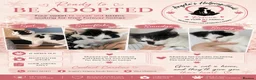 Mixed Breed cats for adoption: Rescue Kittens  - Advert 2