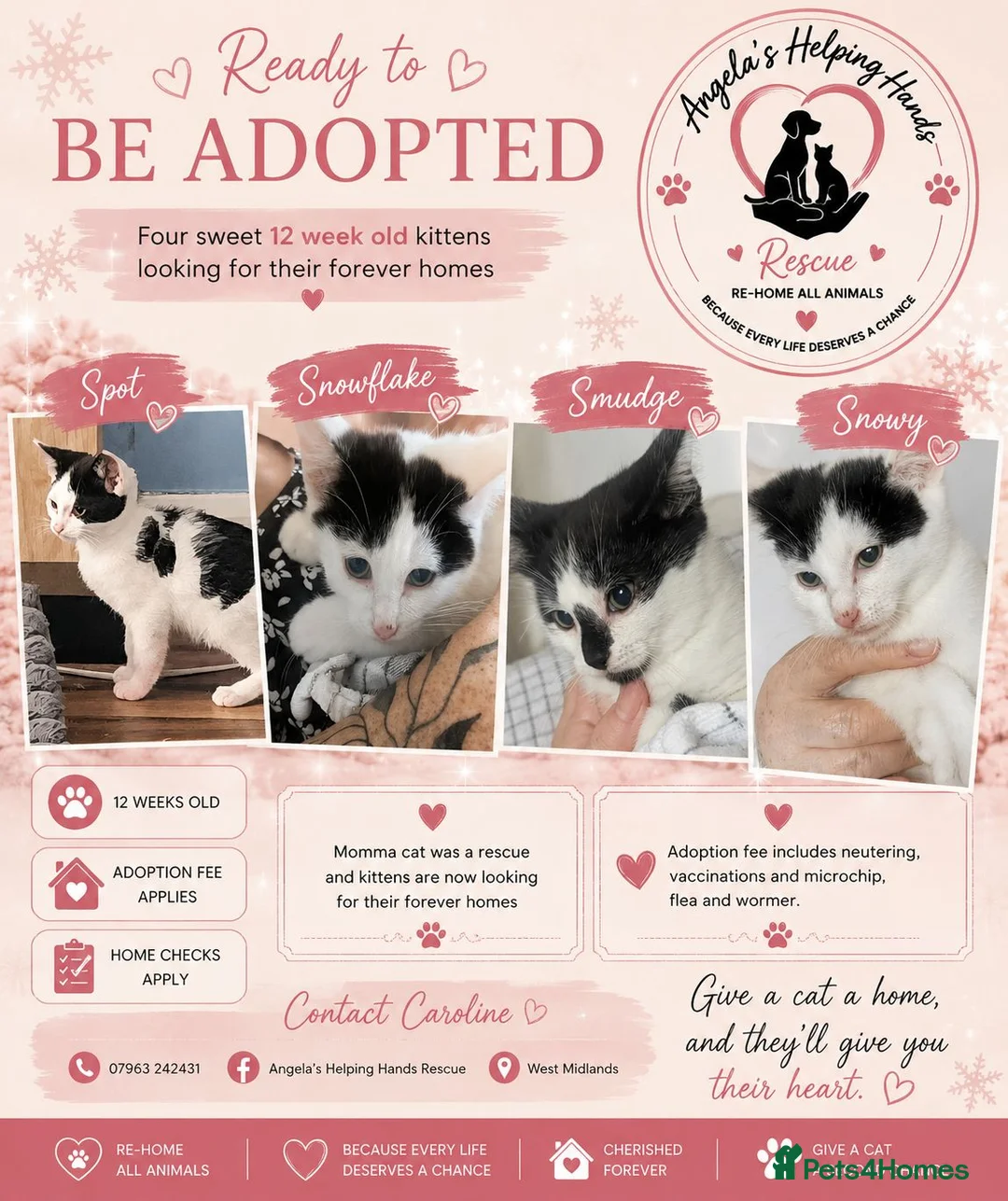 Mixed Breed cats for adoption: Rescue Kittens  - Advert 2
