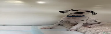 Dalmatian 1