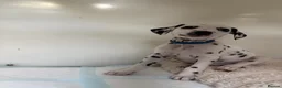 Dalmatian dogs for sale: Dalmatian puppies - Advert 29