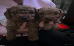 Cavapoo dogs for sale: Cavapoo - Advert 8