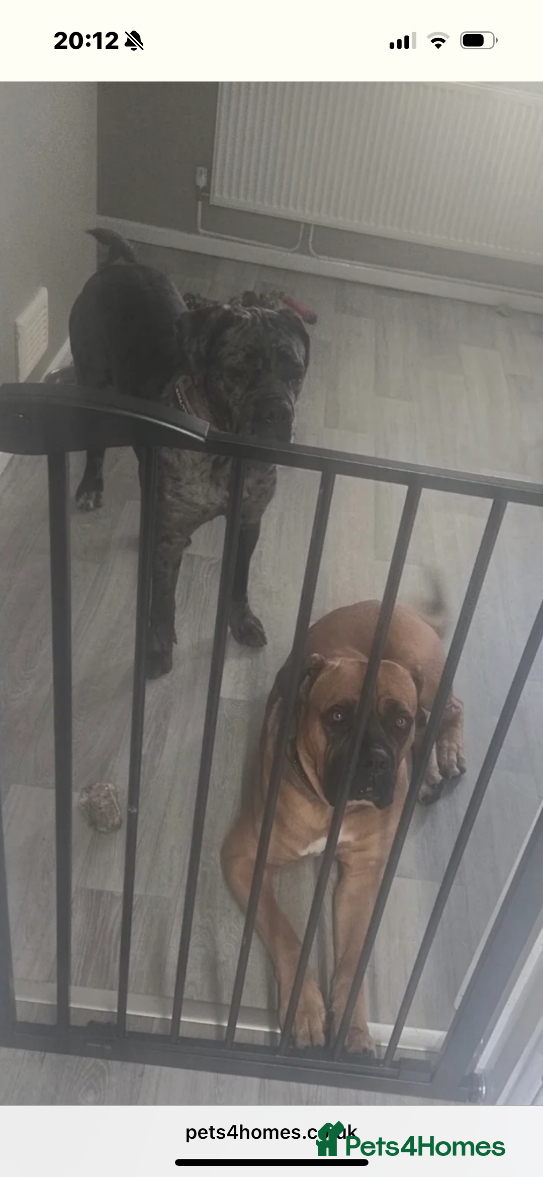 Cane Corso dogs for sale: Merl cane corso puppy - Image 4