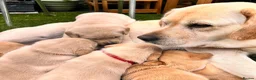 Labrador Retriever dogs for sale: Fabulous blonde Labrador puppies  - Advert 34