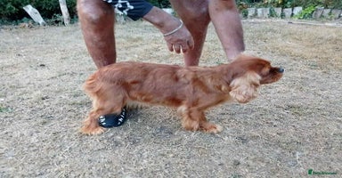 King Charles Spaniel dogs - Advert 5