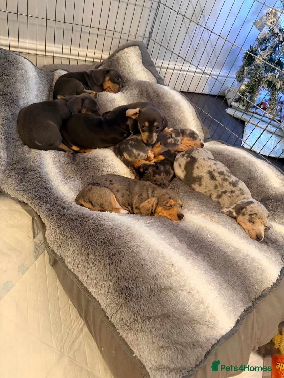 Dachshund dogs for sale: Family dogs first puppies - stunning Dachshunds  - Advert 7