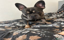 French Bulldog dogs for stud: Lilac and tan French bulldog for studding  - Image 2