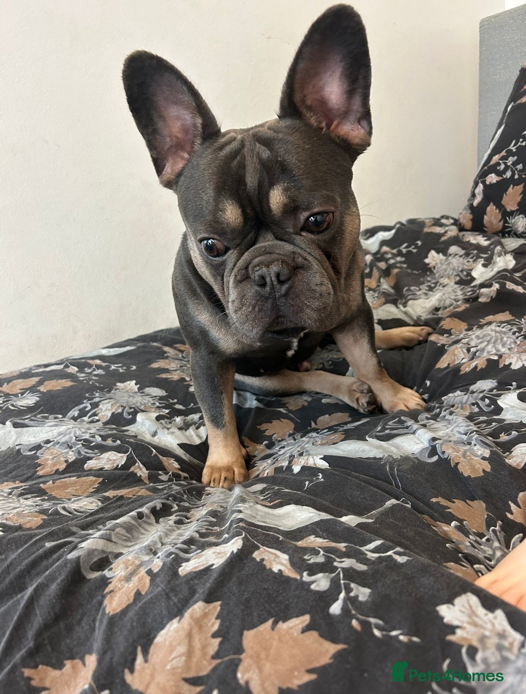 French Bulldog dogs for stud: Lilac and tan French bulldog for studding  - Image 2