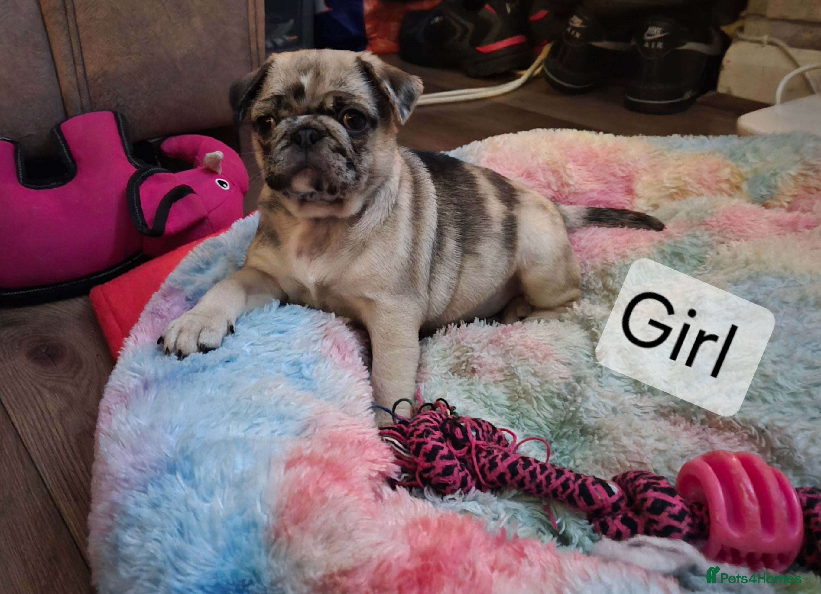 Pug dogs PUG PUPPIES! READY NOW - Advert 11