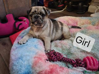 Pug dogs PUG PUPPIES! READY NOW - Advert 11