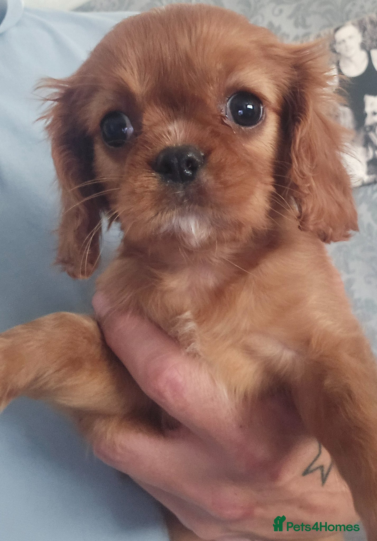Cavalier King Charles Spaniel dogs Stunning Cavalier king charles puppies  - Advert 8