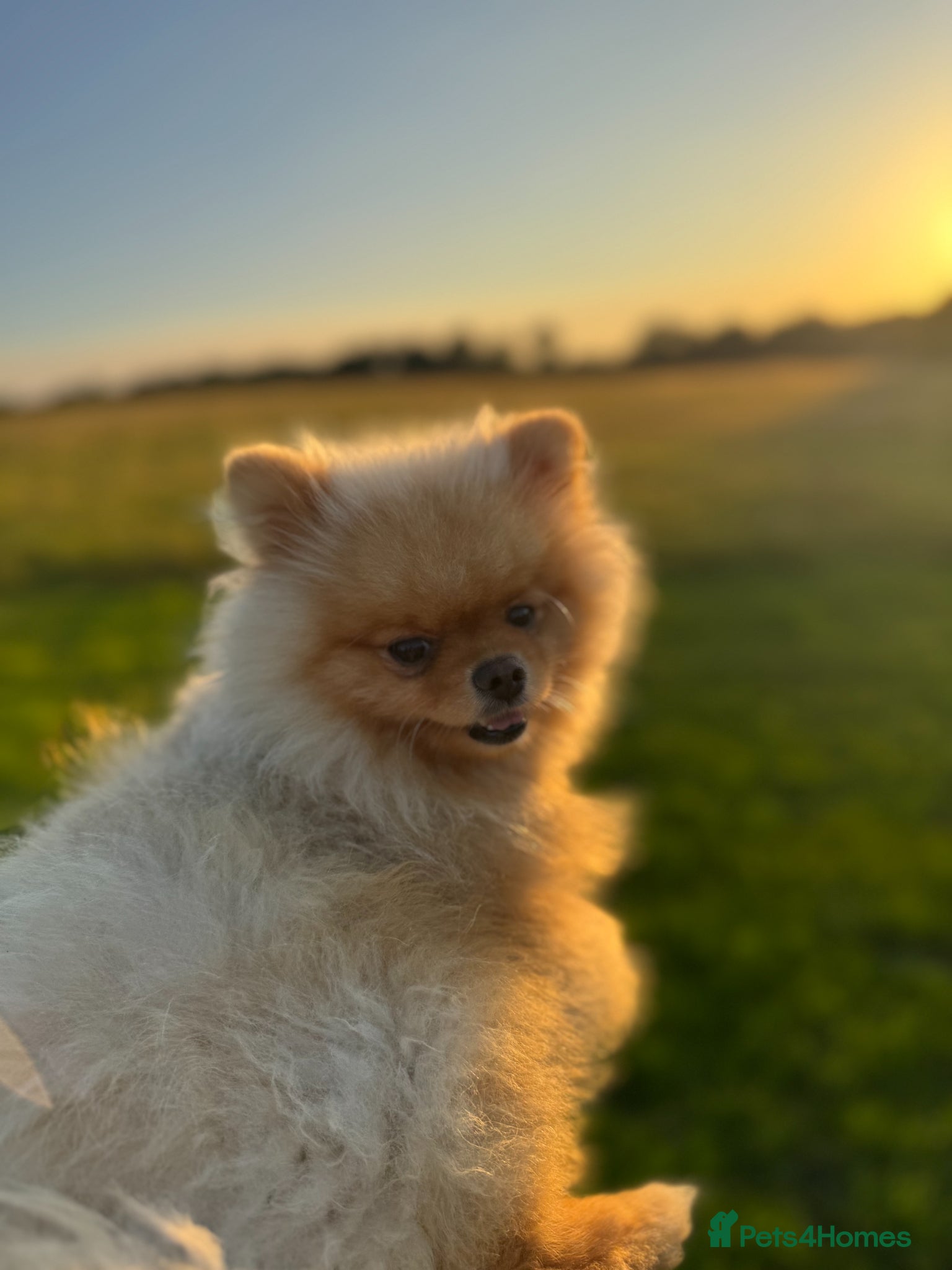 Pomeranian dogs Cream Pomeranian for stud. - Advert 1