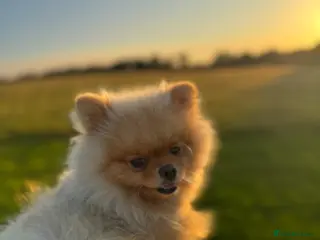 Pomeranian dogs Cream Pomeranian for stud. - Advert 1