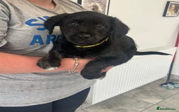 Mixed Breed dogs for sale: Gorgeous golden retriever mix litter - Image 9