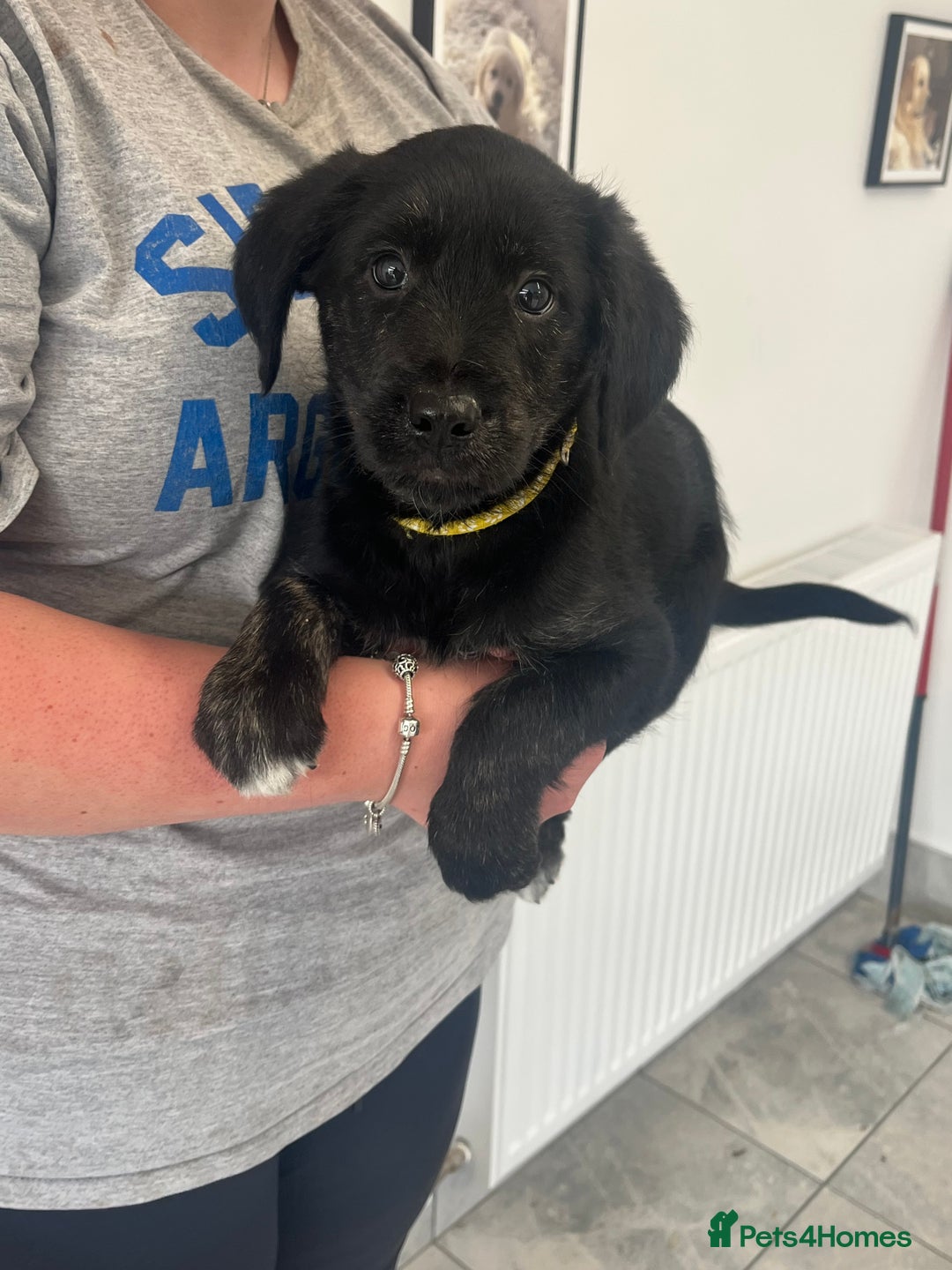 Mixed Breed dogs for sale: Gorgeous golden retriever mix litter - Image 9