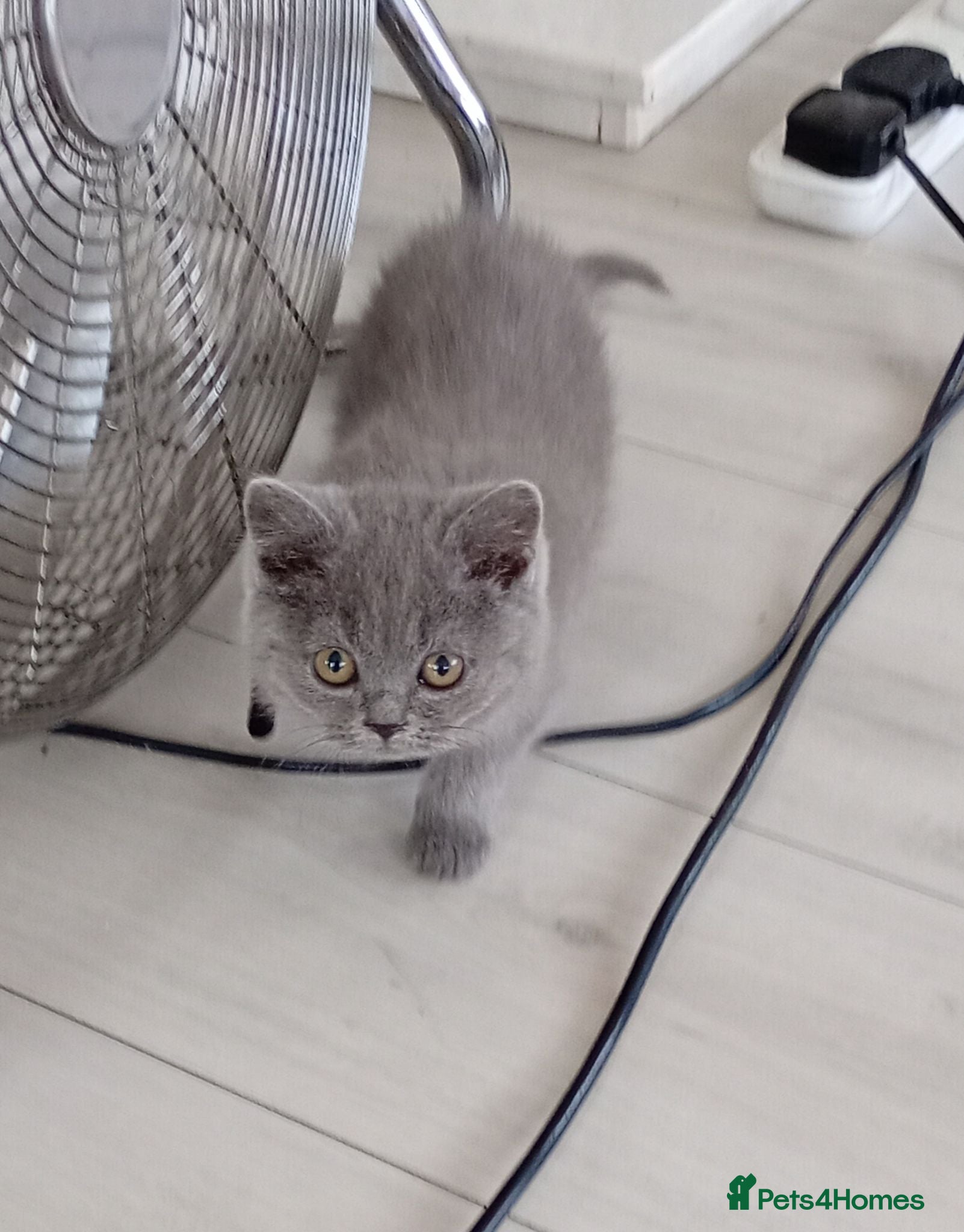 British Shorthair cats Gorgeous British Shorthair Blue Kittens - Advert 1