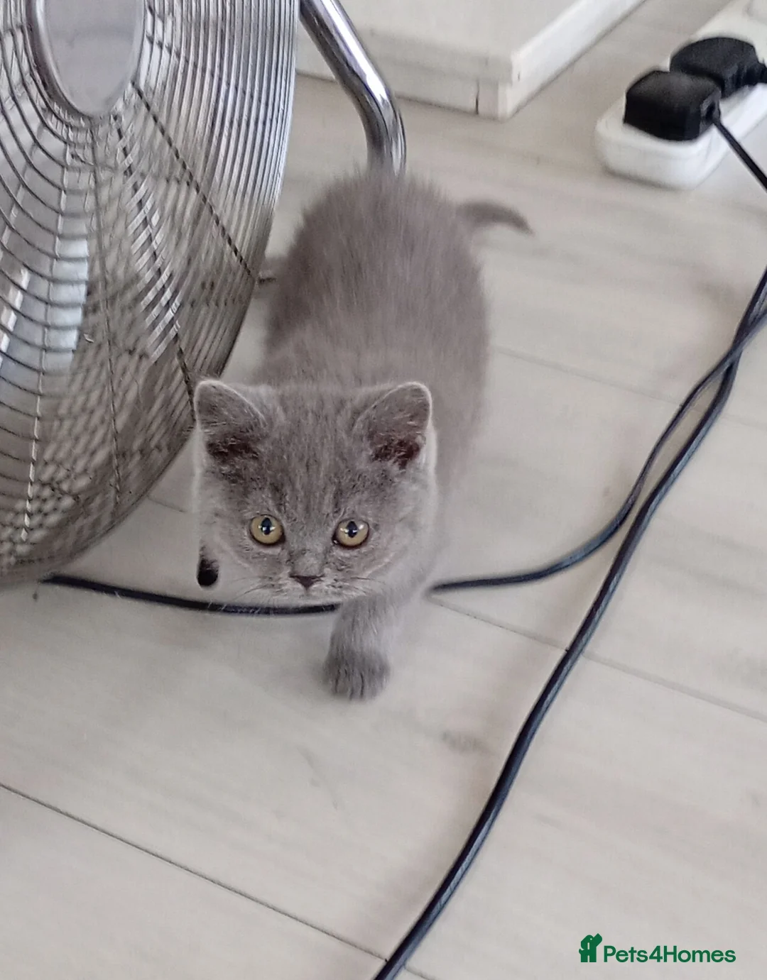British Shorthair cats for sale: Gorgeous British Shorthair Blue Kittens in Shepperton - Advert 1