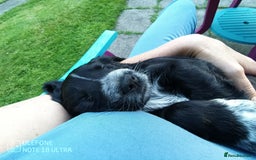 Cocker Spaniel dogs for sale: Beautiful Cocker Spaniel Puppies - Image 14