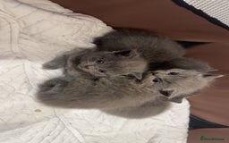 British Shorthair cats for sale: Bsh kittens  - Image 4