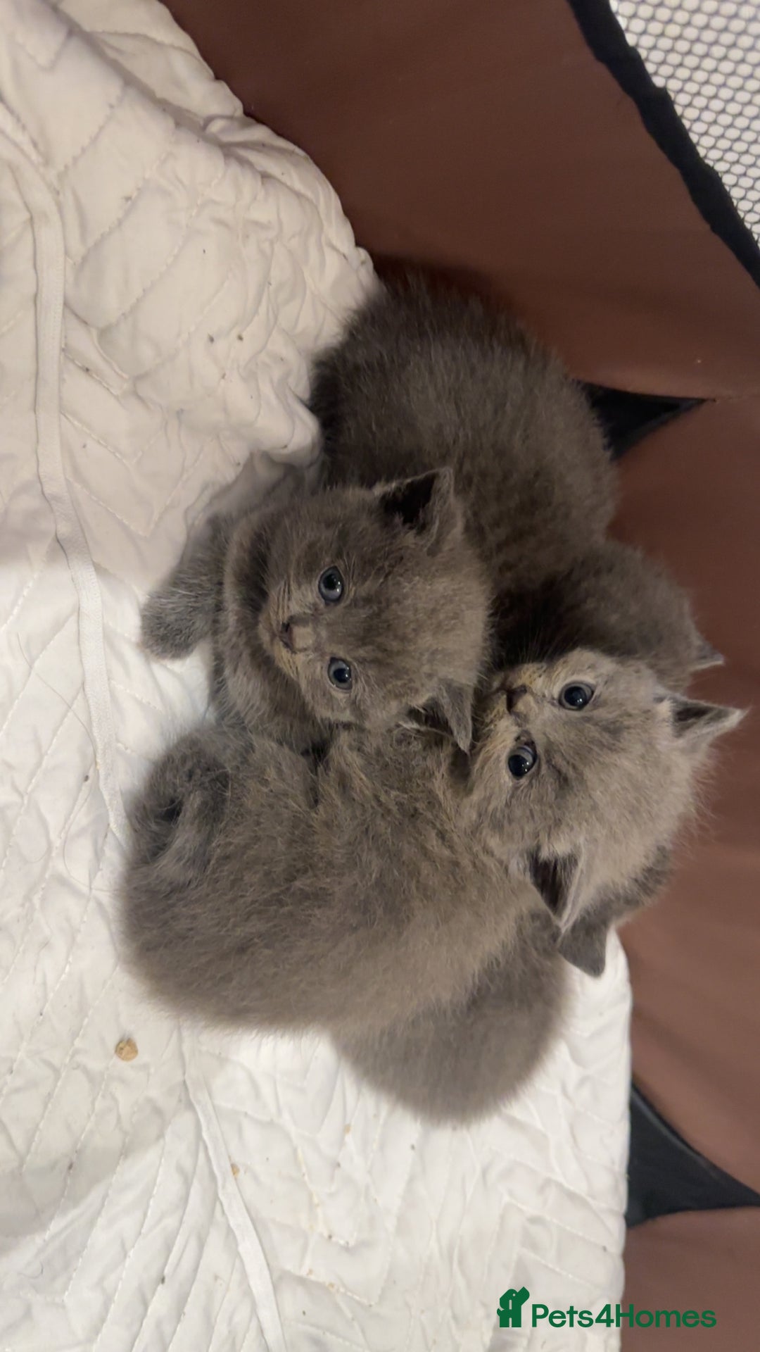 British Shorthair cats for sale: Bsh kittens  - Image 4