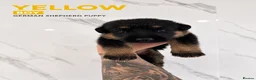 German Shepherd dogs for sale: ⭐️7 Beautiful German Shepherd Puppies⭐️ in Rugby - Advert 10