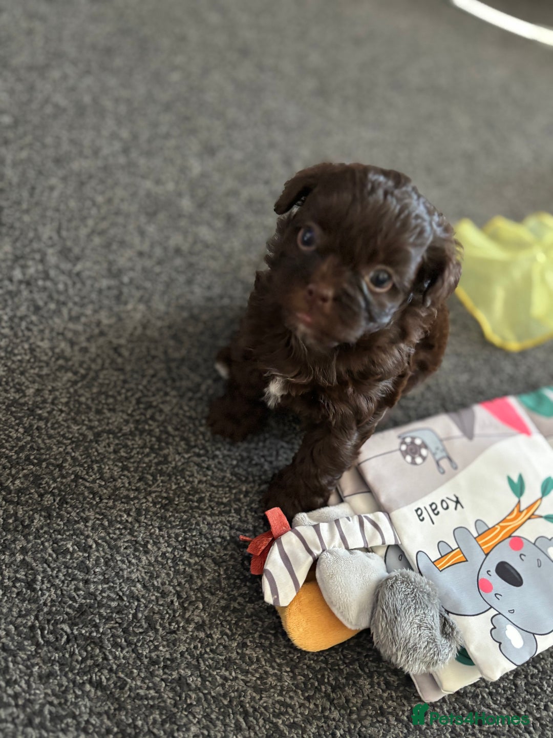 Shihpoo dogs for sale: Beautiful F2 shihpoo puppy  - Image 1