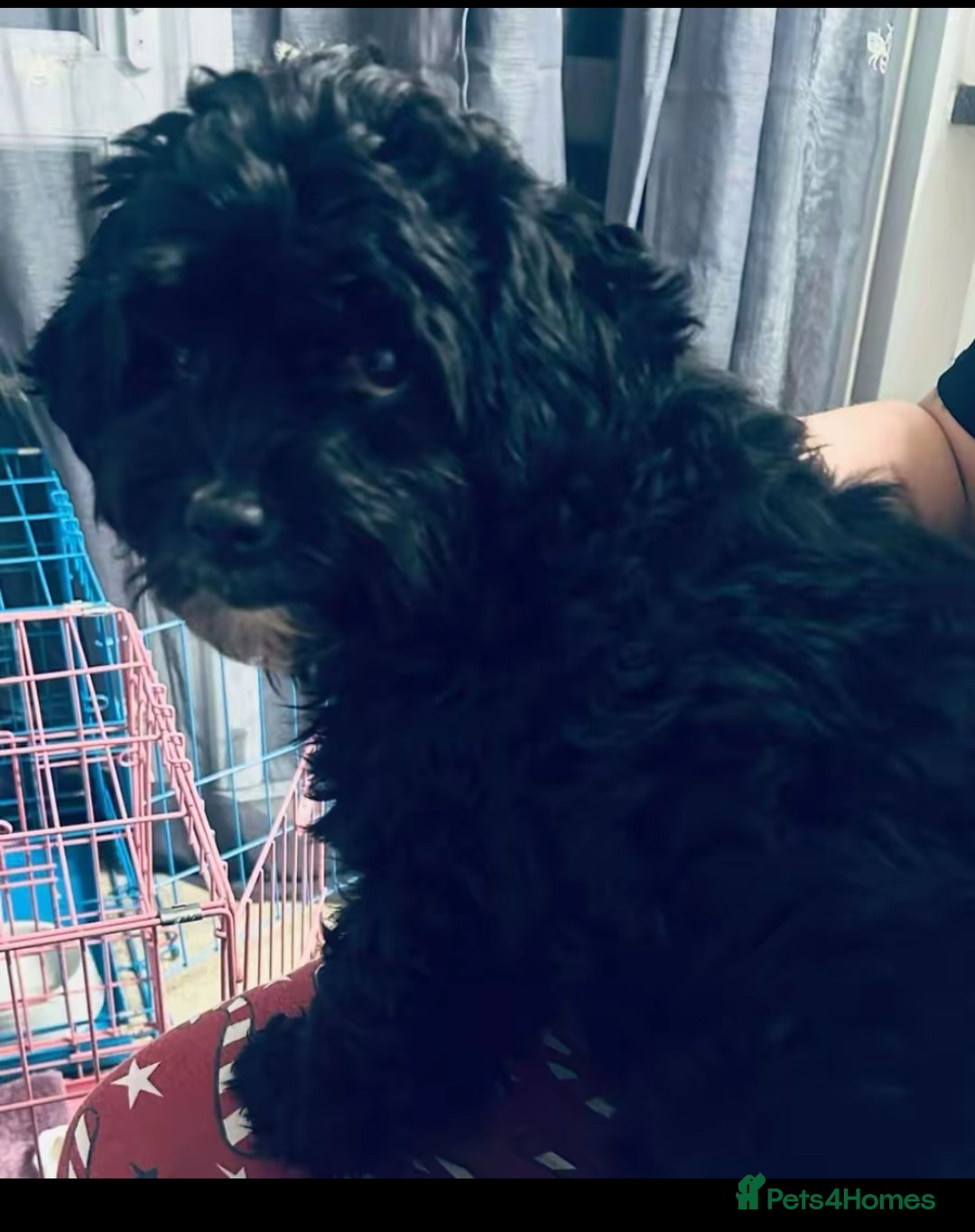 Shihpoo dogs for sale: 4 Beautiful Toy poodle x Shihpoos - Image 9