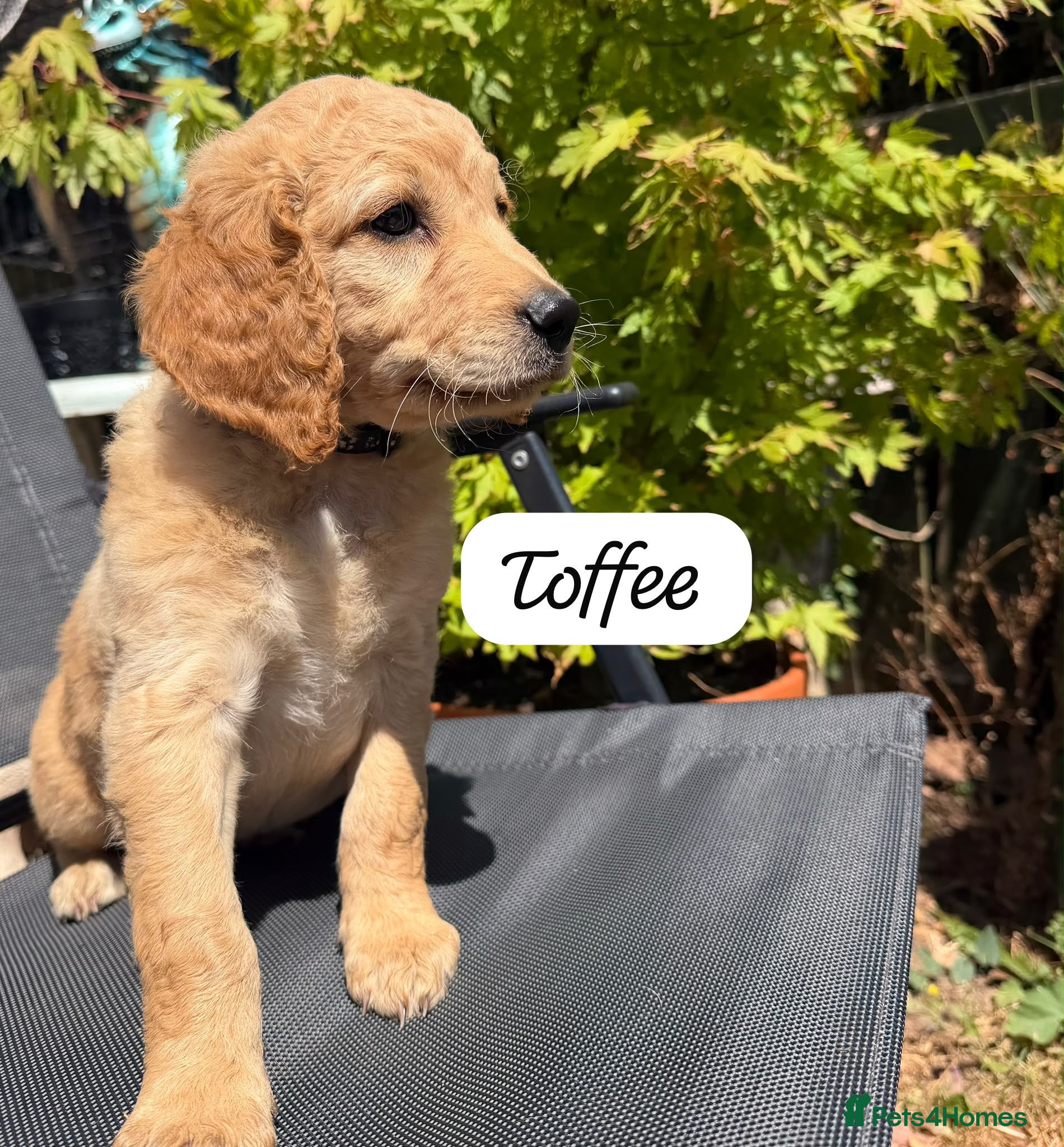 Goldendoodle dogs Beautiful Goldendoodle Puppies ready next week - Advert 7