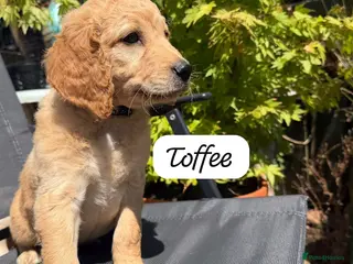 Goldendoodle dogs Beautiful Goldendoodle Puppies ready next week - Advert 7