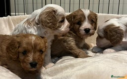 Cavapoo dogs for sale: 🐶🐩ADORABLE MINIATURE CAVAPOOS🐩🐶 - Image 17