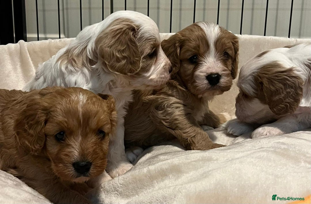 Cavapoo dogs for sale: 🐶🐩ADORABLE MINIATURE CAVAPOOS🐩🐶 - Image 17