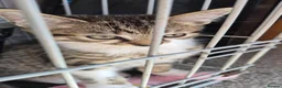 Mixed Breed cats for sale: 4 kittens for sale in Melton Mowbray - Advert 2