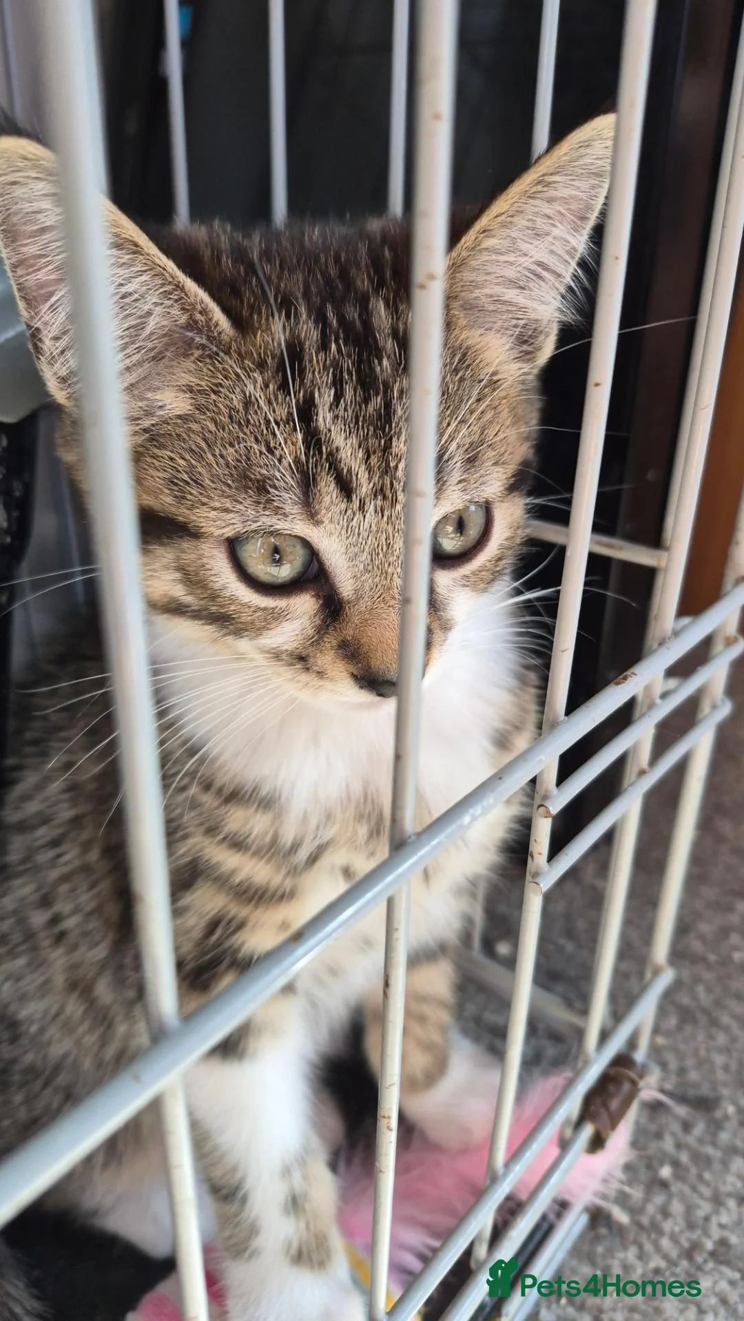 Mixed Breed cats for sale: 4 kittens for sale in Melton Mowbray - Advert 2