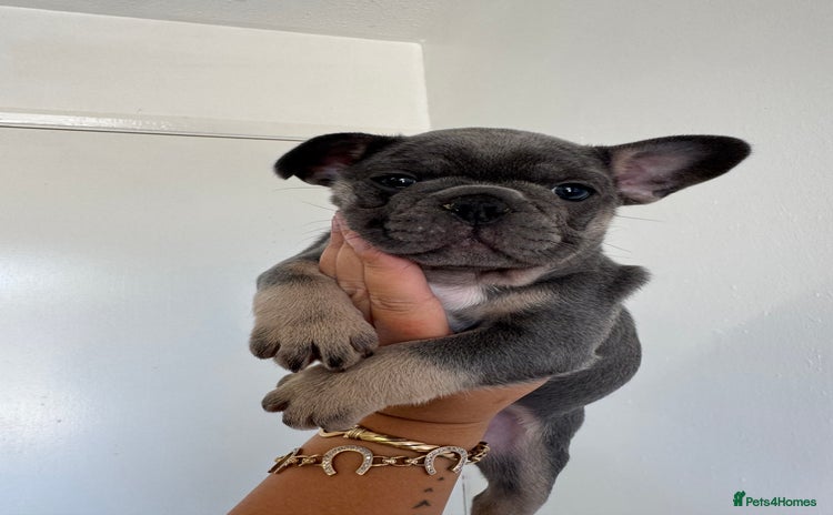French Bulldog dogs - Advert 2