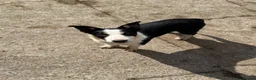 Border Collie dogs for sale: 2 X Male Welsh border collie pups in Crickhowell - Advert 9