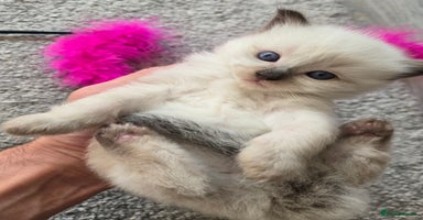 Ragdoll cats - Advert 3