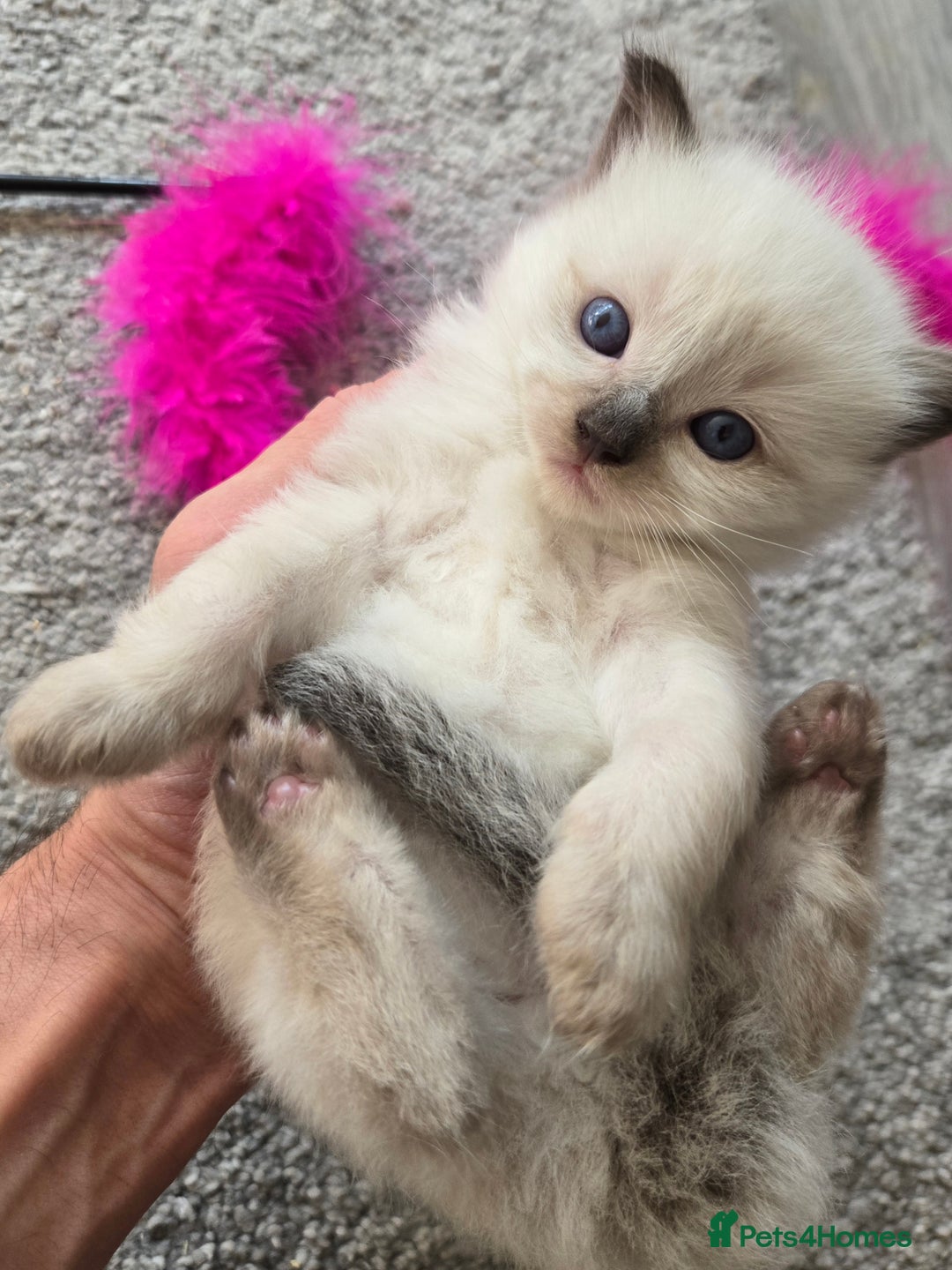 Ragdoll cats for sale: 4 Stunning Ragdolls (ready in August) in Bristol - Image 1