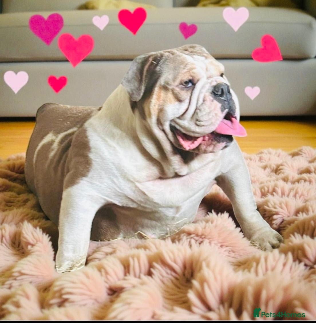 English Bulldog dogs 9 registered new age bulldogs (1 FEMALE REMAINING) - Advert 2