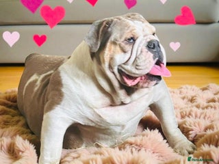 English Bulldog dogs 9 registered new age bulldogs (1 FEMALE REMAINING) - Advert 5