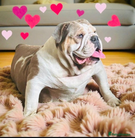 English Bulldog dogs - Advert 1