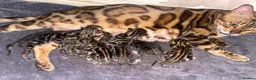 Bengal cats for sale: 🔥✨Pedigree TICA-Registered Bengals - Advert 40