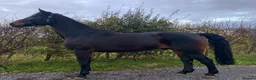 Irish Draught horses for sale: 17.2 WB x Irish Draft Restart Project NO novices - Advert 3