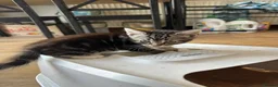 Domestic Shorthair cats for sale: cute Kittens Looking for Their Forever Homes 🐾 - Advert 13