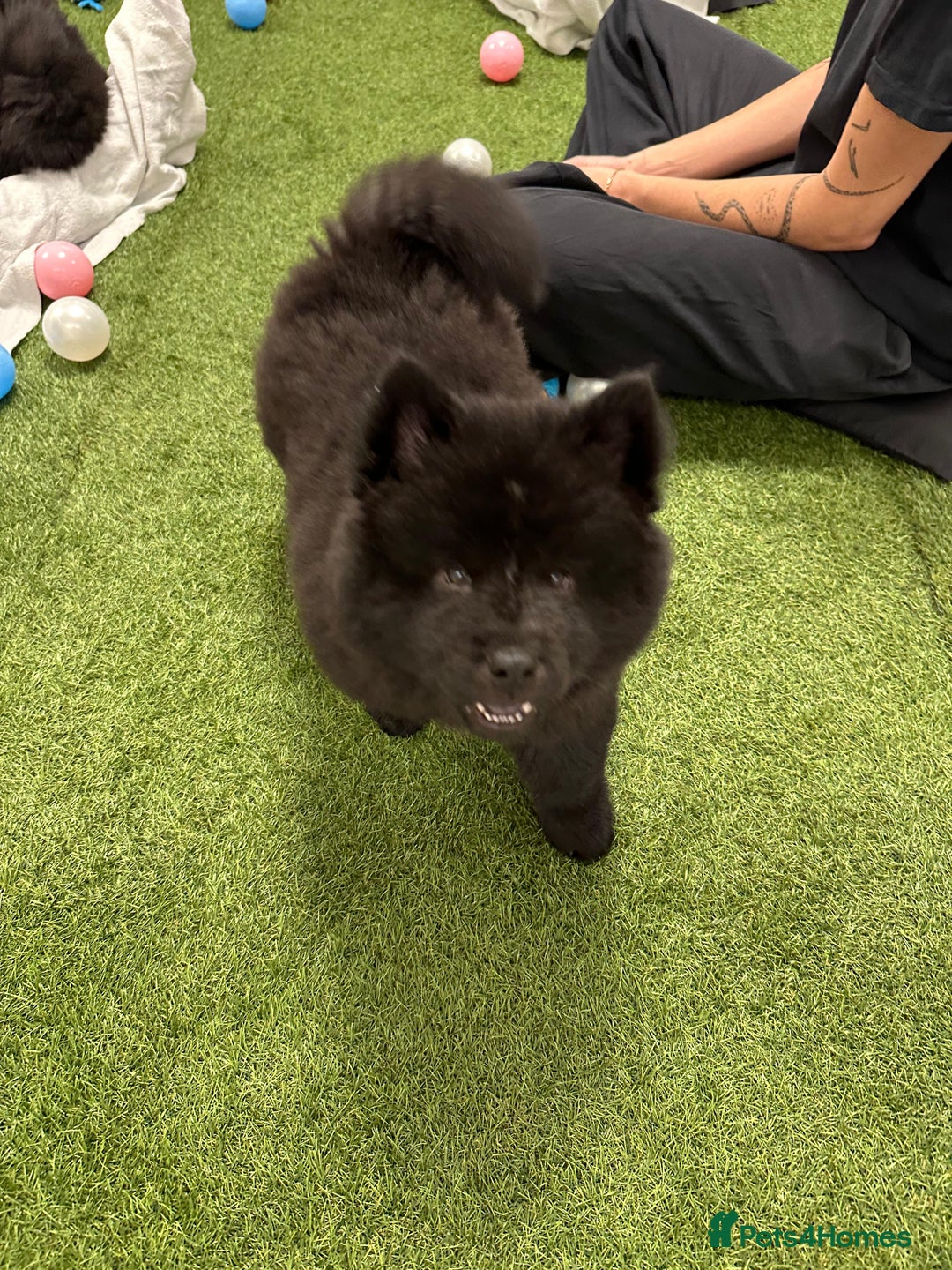 Mixed Breed dogs for sale: CHOWSKI PUPPYS READY TO GO!!  - Advert 7